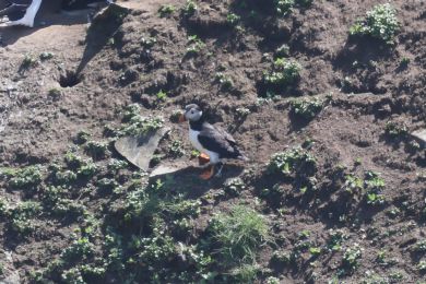 Papuchalk severn&iacute; (Fratercula arctica)