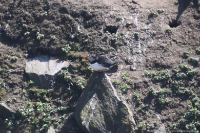 Papuchalk severn&iacute; (Fratercula arctica)