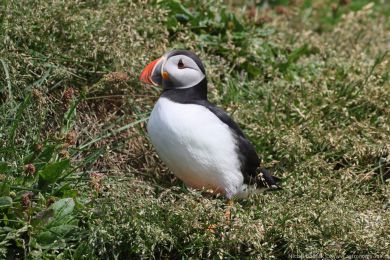 Papuchalk severn&iacute; (Fratercula arctica)