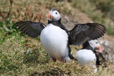 Papuchalk severn&iacute; (Fratercula arctica)