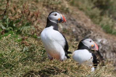 Papuchalk severn&iacute; (Fratercula arctica)