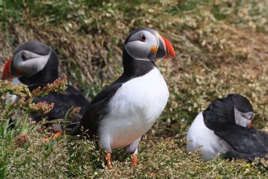 Papuchalk severn&iacute; (Fratercula arctica)