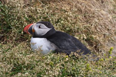 Papuchalk severn&iacute; (Fratercula arctica)