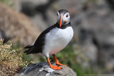Papuchalk severn&iacute; (Fratercula arctica)