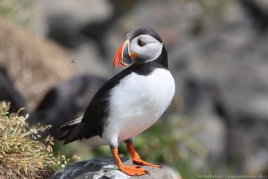 Papuchalk severn&iacute; (Fratercula arctica)