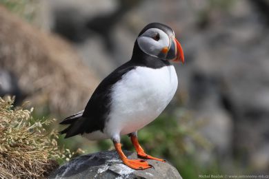 Papuchalk severn&iacute; (Fratercula arctica)