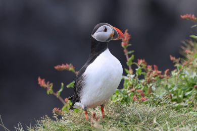 Papuchalk severn&iacute; (Fratercula arctica)