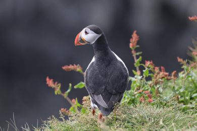 Papuchalk severn&iacute; (Fratercula arctica)