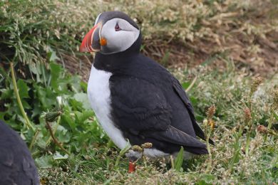 Papuchalk severn&iacute; (Fratercula arctica)
