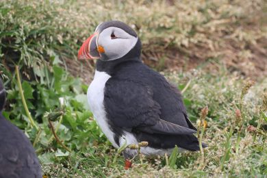 Papuchalk severn&iacute; (Fratercula arctica)