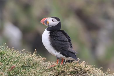 Papuchalk severn&iacute; (Fratercula arctica)