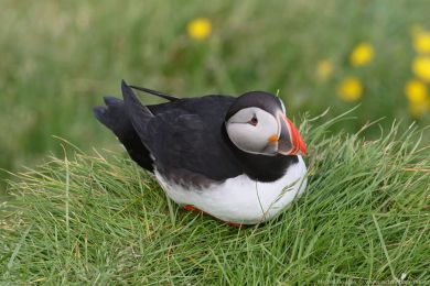 Papuchalk severn&iacute; (Fratercula arctica)