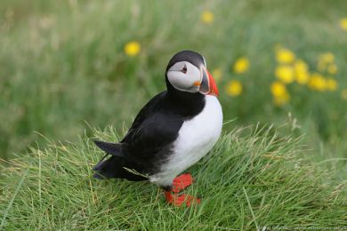 Papuchalk severn&iacute; (Fratercula arctica)