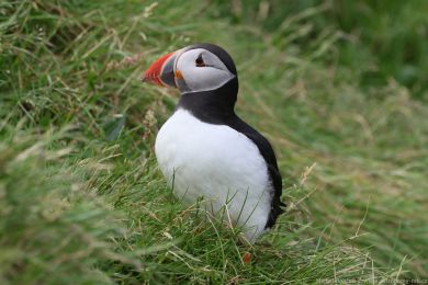 Papuchalk severn&iacute; (Fratercula arctica)