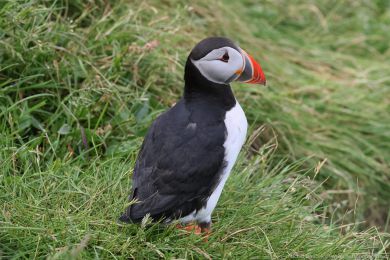 Papuchalk severn&iacute; (Fratercula arctica)