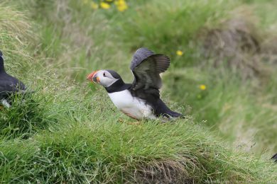 Papuchalk severn&iacute; (Fratercula arctica)