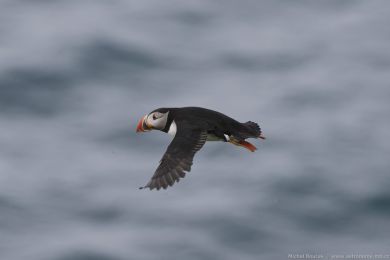 Papuchalk severn&iacute; (Fratercula arctica)