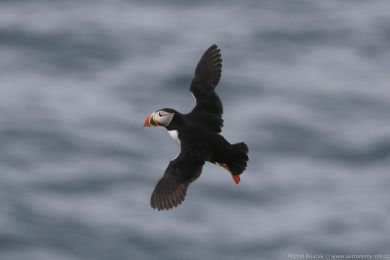 Papuchalk severn&iacute; (Fratercula arctica)