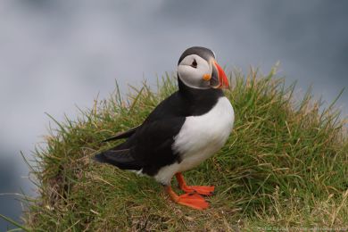 Papuchalk severn&iacute; (Fratercula arctica)