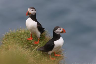 Papuchalk severn&iacute; (Fratercula arctica)