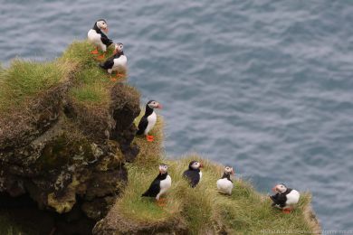Papuchalk severn&iacute; (Fratercula arctica)