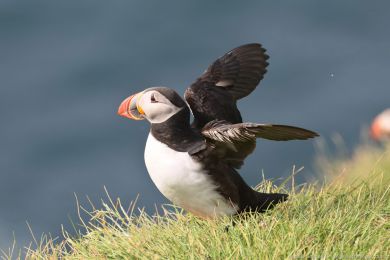 Papuchalk severn&iacute; (Fratercula arctica)