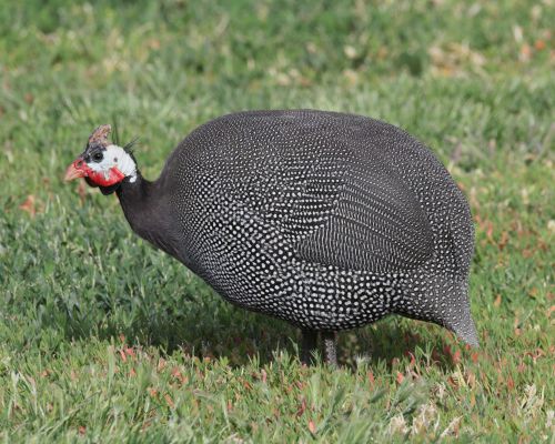 Perli�ka kropenat&aacute; (Numida meleagris)