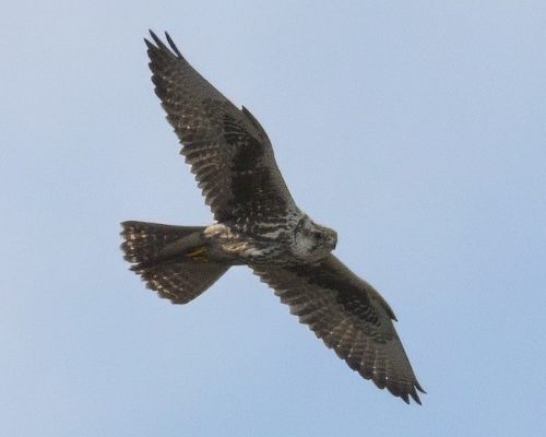 Raroh velk&yacute; (Falco cherrug)