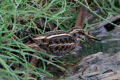 Slu�ka mal&aacute; (Lymnocryptes minimus)