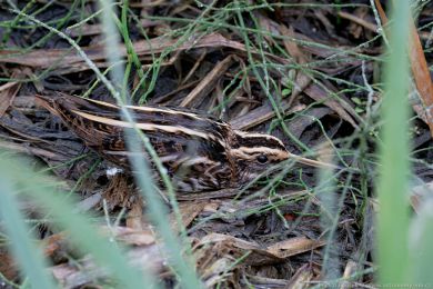 Slu�ka mal&aacute; (Lymnocryptes minimus)