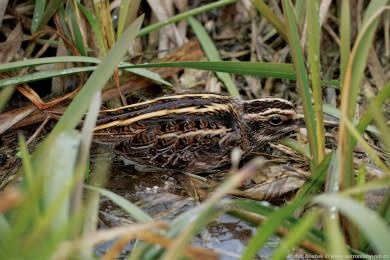 Slu�ka mal&aacute; (Lymnocryptes minimus)