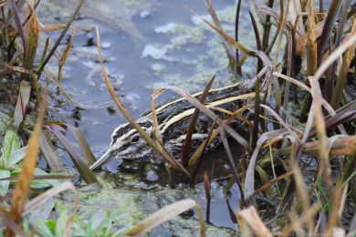 Slu�ka mal&aacute; (Lymnocryptes minimus)