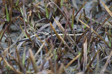 Slu�ka mal&aacute; (Lymnocryptes minimus)