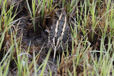 Slu�ka mal&aacute; (Lymnocryptes minimus)