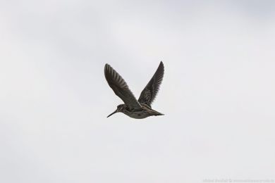 Slu�ka mal&aacute; (Lymnocryptes minimus)