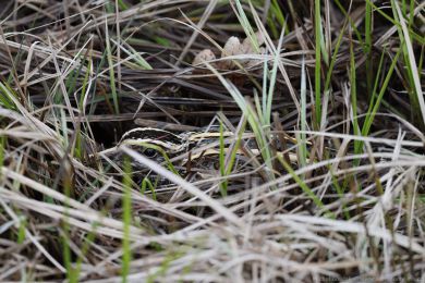 Slu�ka mal&aacute; (Lymnocryptes minimus)