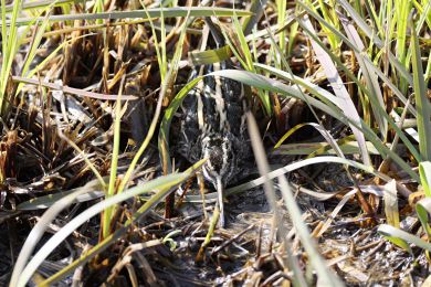 Slu�ka mal&aacute; (Lymnocryptes minimus)