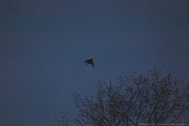 Sluka lesn&iacute; (Scolopax rusticola)