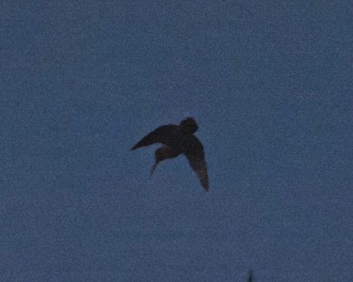 Sluka lesn&iacute; (Scolopax rusticola)
