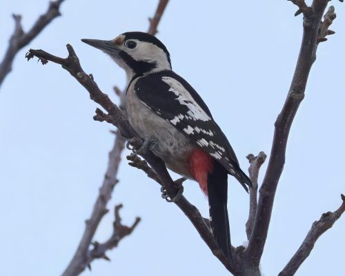 Strakapoud ji�n&iacute; (Dendrocopos syriacus)