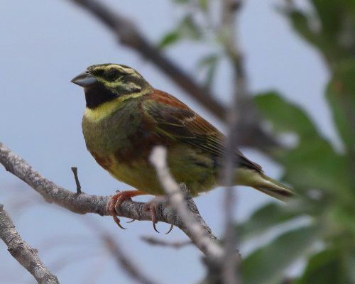 Strnad cvr�iv&yacute; (Emberiza cirlus)