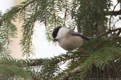 S&yacute;kora lu�n&iacute; (Parus montanus)