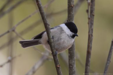 S&yacute;kora lu�n&iacute; (Parus montanus)