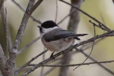 S&yacute;kora lu�n&iacute; (Parus montanus)