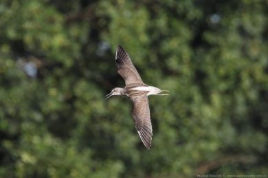Vodouš šedý (Tringa nebularia) Vodouš šedý (Tringa nebularia)