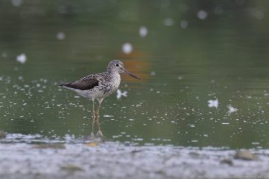 Vodouš šedý (Tringa nebularia) Vodouš šedý (Tringa nebularia)