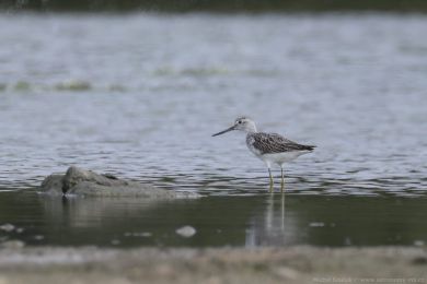 Vodouš šedý (Tringa nebularia) Vodouš šedý (Tringa nebularia)