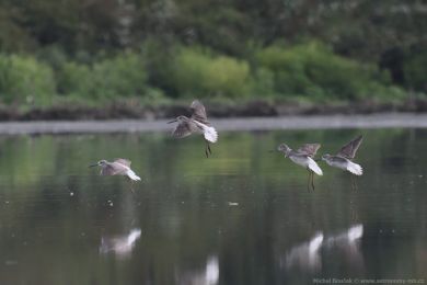 Vodouš šedý (Tringa nebularia) Vodouš šedý (Tringa nebularia)