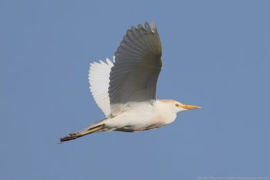 Volavka rusohlav&aacute; (Bubulcus ibis)