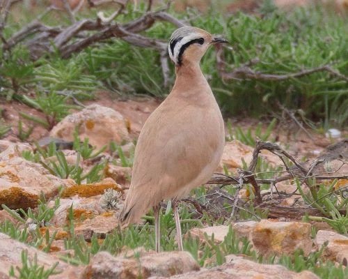 B�hul&iacute;k plav&yacute; (Cursorius cursor)